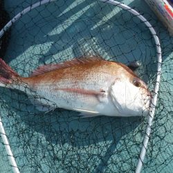 タイラバ まあまあ釣れた