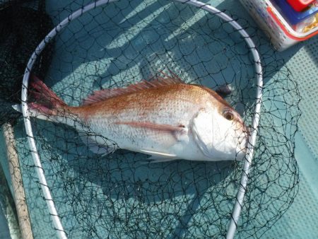 タイラバ まあまあ釣れた