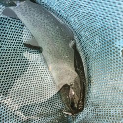 エリアトラウト