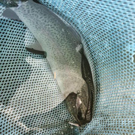 エリアトラウト