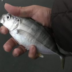 久しぶりにメッキ！