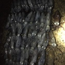 爆釣のヒイカ遠征旅