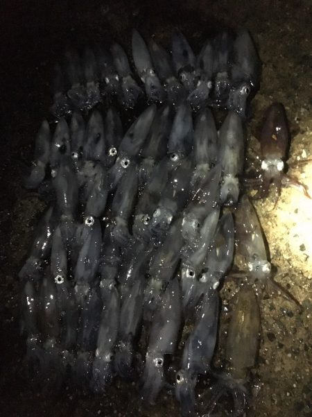 爆釣のヒイカ遠征旅