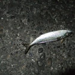 タチウオにおびえてる？