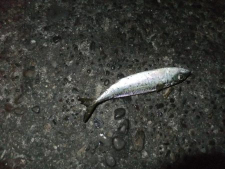 タチウオにおびえてる？