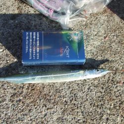 久々のサヨリ釣行