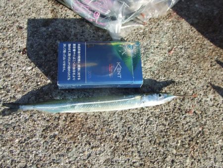 久々のサヨリ釣行