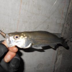 シーバス狙いで淀川に出撃。