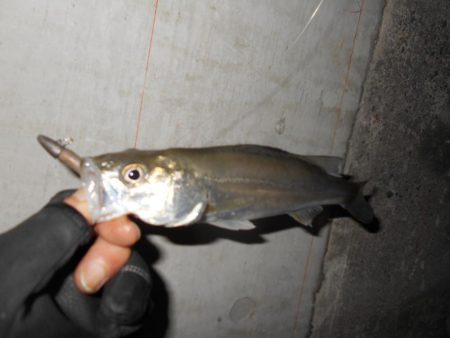 シーバス狙いで淀川に出撃。