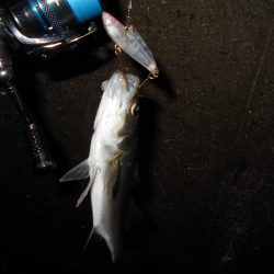 チビしかおらんのか？。