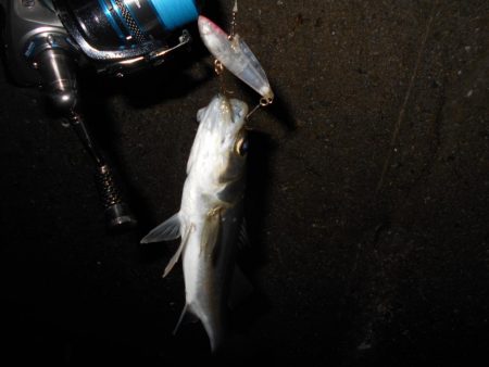 チビしかおらんのか？。