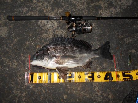 相変わらず魚影は濃い…。