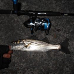 ラスト釣行はチーバスの入れ食いで…。