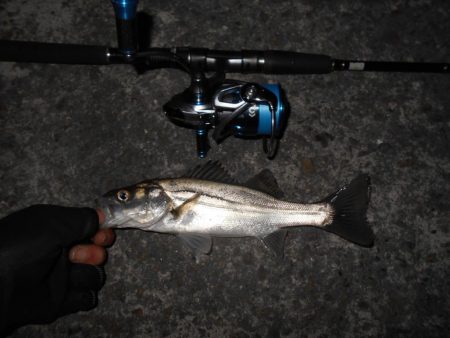 ラスト釣行はチーバスの入れ食いで…。