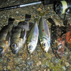 アラレ降ってきました