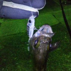 メバルプラッキング