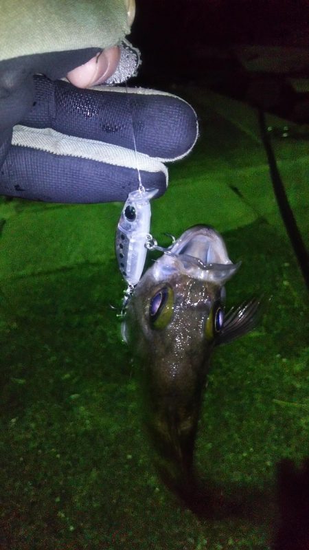 メバルプラッキング