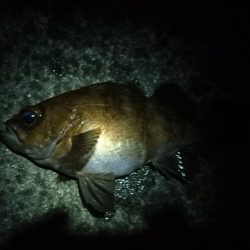 今日もちょこっと