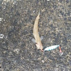 いつもの釣り場にて