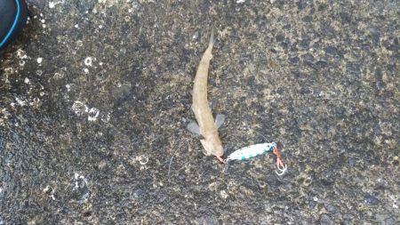 いつもの釣り場にて