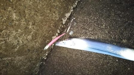 誘いと深めのタナでまだいける！