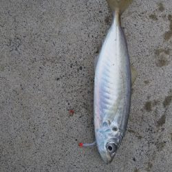 サゴシねらいでまさかの