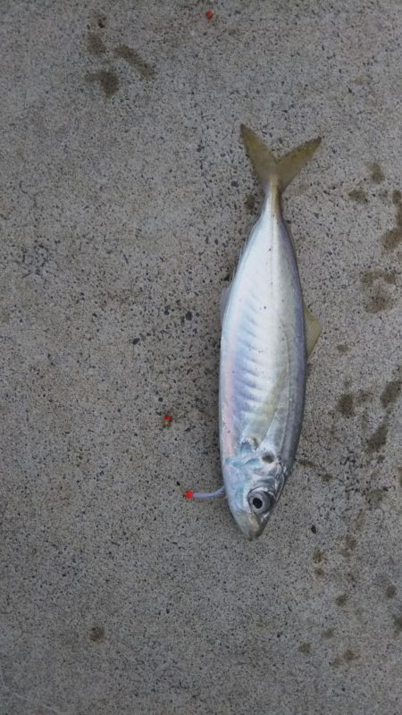 サゴシねらいでまさかの