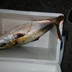 ハマチきたー。