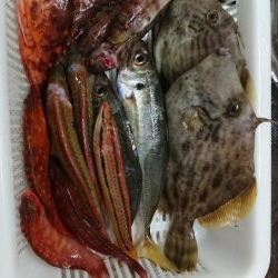 初、船カワハギ(泉州丸)