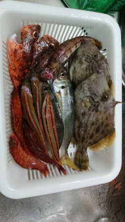 初、船カワハギ(泉州丸)