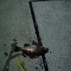 ダイソー メバリング