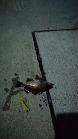 ダイソー メバリング