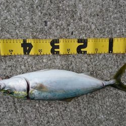 ショアジギング