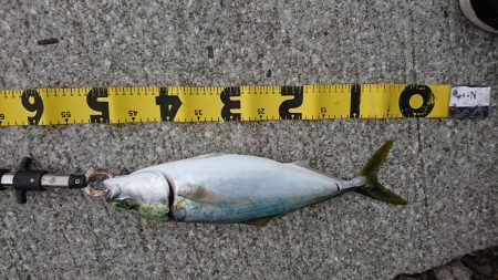 ショアジギング