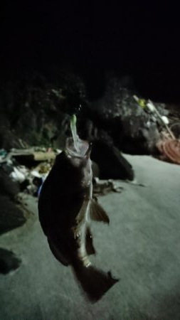 メバリング ランガン