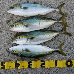 ショアジギング