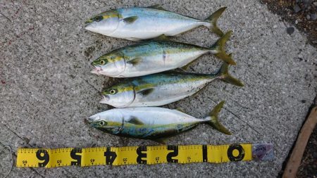 ショアジギング