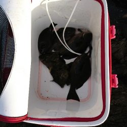 方座浦でグレ釣り