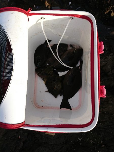 方座浦でグレ釣り