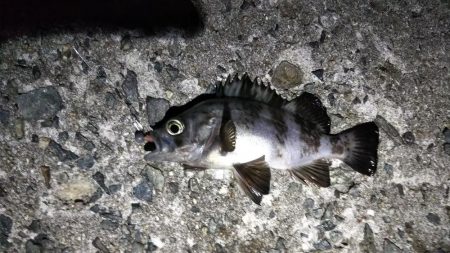 メバルとガシラ