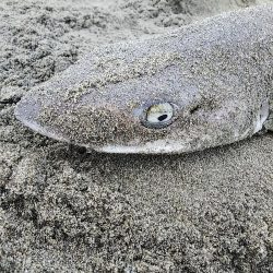 サーフでシャーク