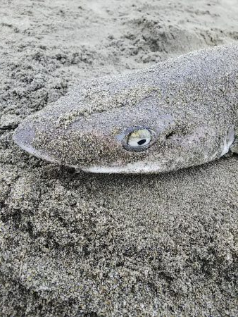 サーフでシャーク