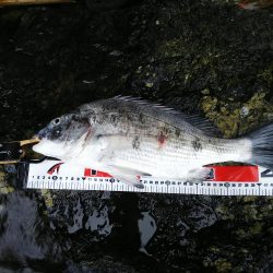 チヌ、シーバス、太刀魚、ヒラメ