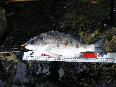 チヌ、シーバス、太刀魚、ヒラメ