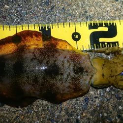 朝マズメ狙いエギング