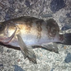 エギングがダメでしたので…