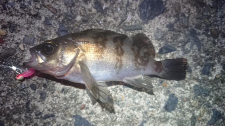 エギングがダメでしたので…