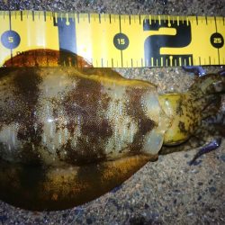 久しぶりのアオリ