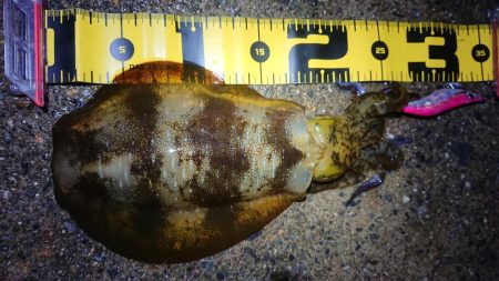 久しぶりのアオリ