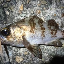 仕事終わりメバリング